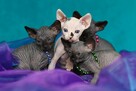 Sphynx Available 7 black Kittens Sfinks mamy 3 mioty kociąt - 5