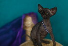 Sphynx Available 7 black Kittens Sfinks mamy 3 mioty kociąt - 6