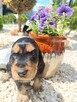 Cocker Spaniel Angielski - 5