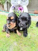 Cocker Spaniel Angielski - 2
