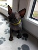 Sphynx Available 7 black Kittens Sfinks mamy 3 mioty kociąt - 11