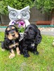 Cocker Spaniel Angielski - 3