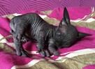 Sphynx Available 7 black Kittens Sfinks mamy 3 mioty kociąt - 3