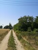 Działka 5700m2 na Kujawach z własnym lasem - 11