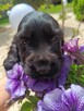 Cocker Spaniel Angielski - 11