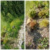 Zaopiekuje się twoim ogrodem :) - 15
