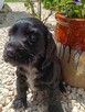 Cocker Spaniel Angielski - 15