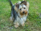 YORKSHIRE TERRIER (FCI) - 3