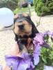 Cocker Spaniel Angielski - 12