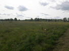 Sprzedam działkę 1350 m² Kęsowo - 6