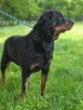 Carna-suczka w typie rottwailera-dom znający specyfike rasy - 5