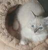 Piękne kocięta Ragdoll - 1