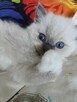 Kocurek Ragdoll FPL/FIFe - 2