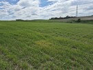 Sprzedam ziemię rolną pod siedlisko lub zabudowę - 3