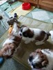 Szczeniaczki shih tzu - 6