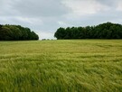Sprzedam działkę rolną - 3