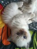 Kocurek Ragdoll FPL/FIFe - 4