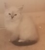 Piękne kocięta Ragdoll - 5