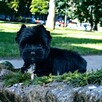 York czarny - black . Nie wybarwi się. Hodowla legalna. - 7