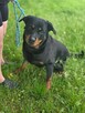 Carna-suczka w typie rottwailera-dom znający specyfike rasy - 3