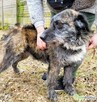 SZAFRAN - cudowny psiak w typie wyżła do adopcji - 3