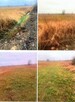 Nieruchomość niezabudowana - Sielec Biskupi - 2