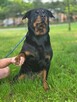Carna-suczka w typie rottwailera-dom znający specyfike rasy - 2