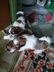 Szczeniaczki shih tzu - 2