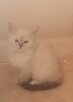 Piękne kocięta Ragdoll - 7