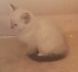 Piękne kocięta Ragdoll - 3