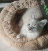 Piękne kocięta Ragdoll - 8