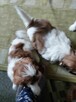 Szczeniaczki shih tzu - 5