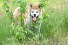 Akita inu-akita japońska czerwona suczka gotowa do odbioru - 2