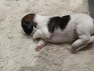 Shih tzu - 15