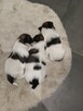 Shih tzu - 1