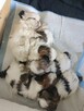 Shih tzu - 3