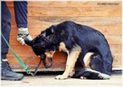 Debra –przyjechała do schroniska upodlona, teraz zaczyna żyć - 8