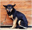 Debra –przyjechała do schroniska upodlona, teraz zaczyna żyć - 4