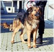 GACEK - wesoły Przyjaciel w typie owczarka - 5