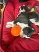 Boston terrier szczenięta - 5
