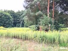 Działka Silno gm. Obrowo - 1
