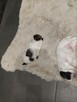 Shih tzu - 2