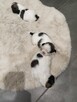 Shih tzu - 5