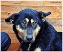 Debra –przyjechała do schroniska upodlona, teraz zaczyna żyć - 3