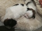 Shih tzu - 9