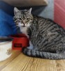 Cudowna Serafina - kocia księżniczka szuka domu - 2