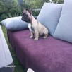 Buldog francuski - 5