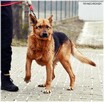 KOJTO - sympatyczny piesek zasługuje na nowy dom - 8