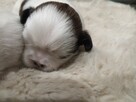 Shih tzu - 7