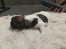 Shih tzu - 11